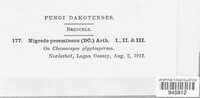 Nigredo proëminens image